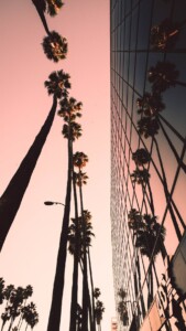 Palm trees reflected on a glass building with a pink sky