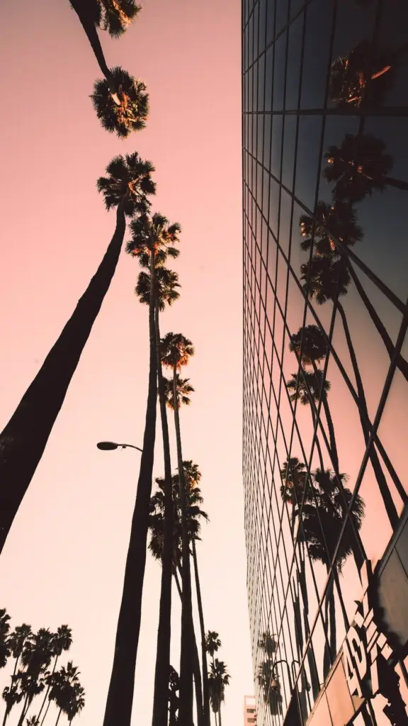 Brentwood Guide 10 Palm trees reflected on a glass building with a pink sky