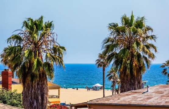 View of Manhattan Beach with palm trees in the foreground