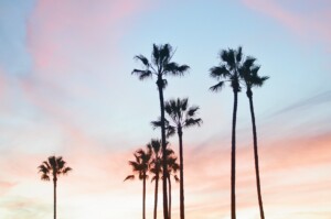 Palm trees against a sunset sky