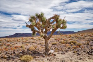 Desert landscape with Joshua tree and mountains