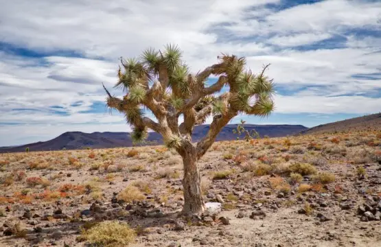 Desert landscape with Joshua tree and mountains
