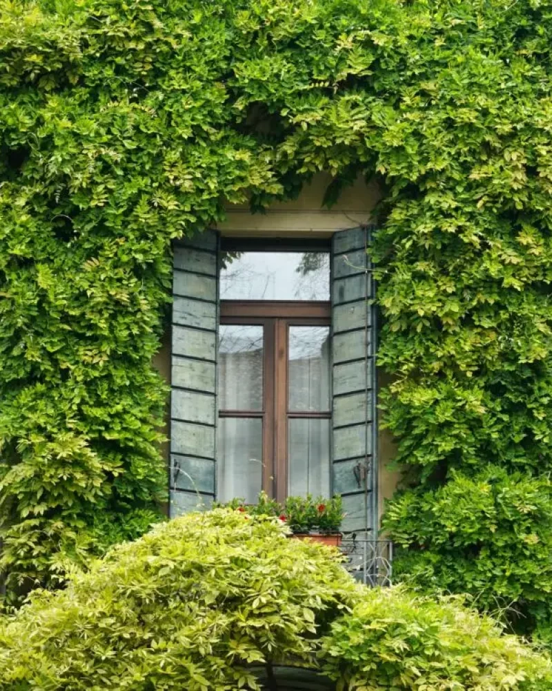 Building facade covered in ivy with two windows and a door, all adorned with flower boxes.